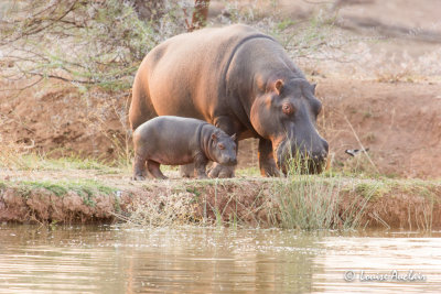 Hippopotame et son petit de quelques jours
