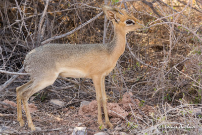 Dik-Dik de Kirk