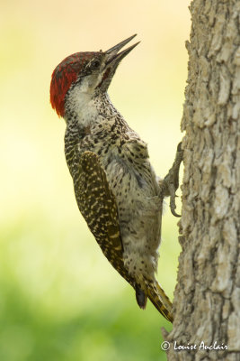 Pic de Bennett - Bennett's Woodpecker 