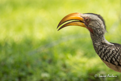 Calao leucomèle - Southern Yellow-billed Hornbill