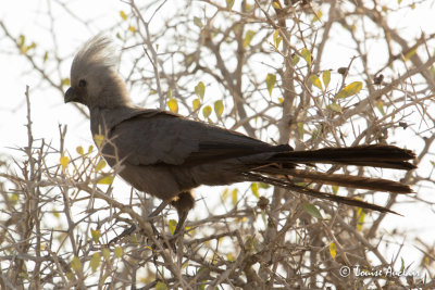 Touraco concolore - Grey Go-Away-Bird