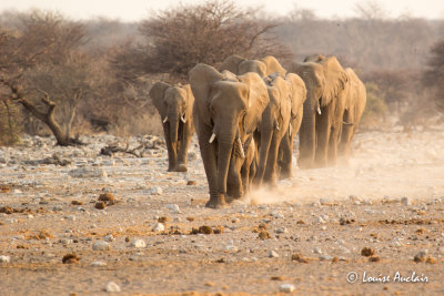 Un moment magique fut l'arrive des lphants