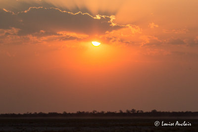 Notre journe s'achve au Parc Etosha