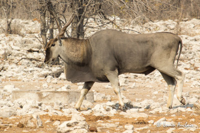 Eland du Cap