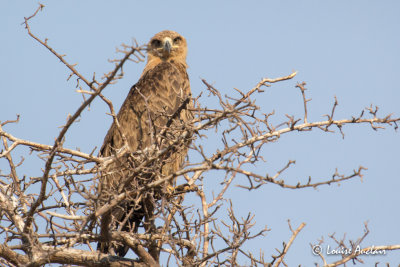 Aigle ravisseur - Tawny Eagle