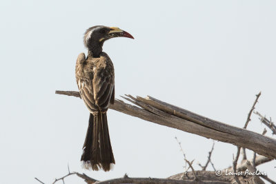 Calao  bec noir - African Gray Hornbill