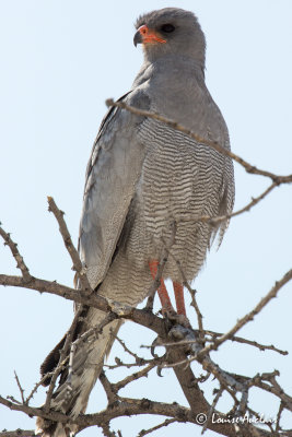 Aigle chanteur - Pale Chanting-Goshawk