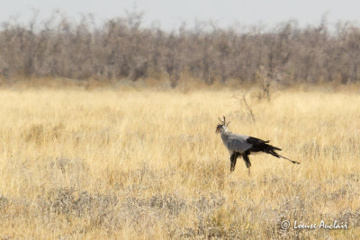 Messager sagittaire - Secretary-bird