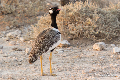 Outarde  miroir blanc - White-quilled Bustard