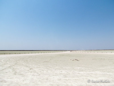 Lac sal assch du pan d'Etosha