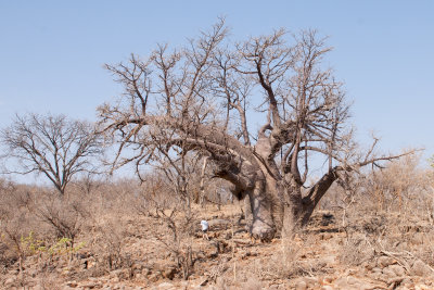 Baobab africain