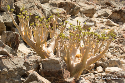 Arbre  beurre - Tylecodon de paniculatus