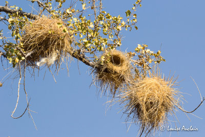 Nids de Tisserin  tte rousse - Nest Southern Masked-Weaver