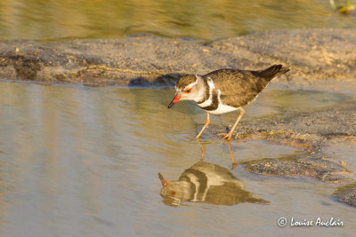 Pluvier  triple collier - Three-banded Plover