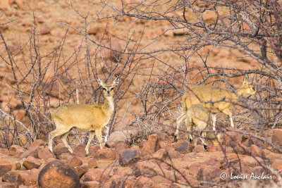 Raphicre champtre - Steenbok