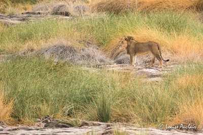 Lion