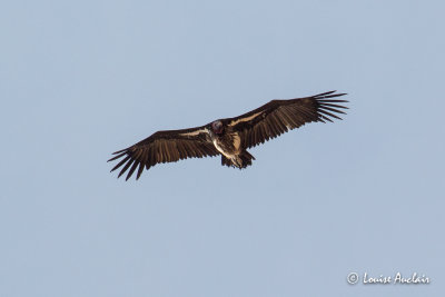 Vautour oricou - Lappet-faced Vulture