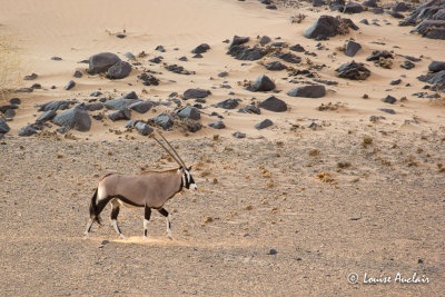 Oryx en fin de journe