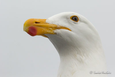 Goland dominicain - Kelp Gull