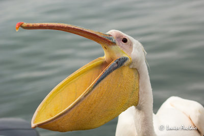 Plican blanc - Great White Pelican