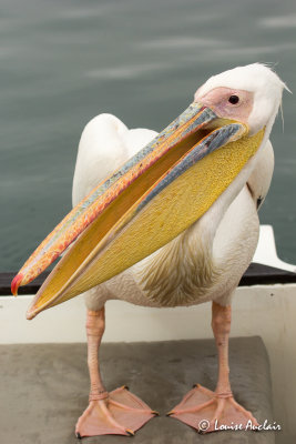 Plican blanc - Great White Pelican