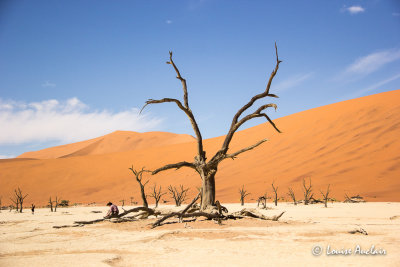 Vieux troncs noirs d'Acacia orioloba gs de 900 Ans 