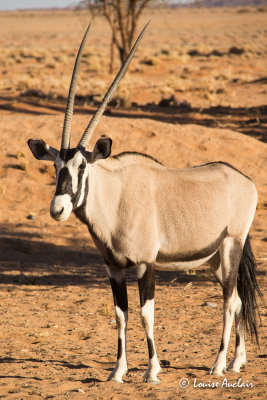 Oryx