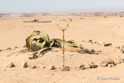 Welwitschia Mirabilis