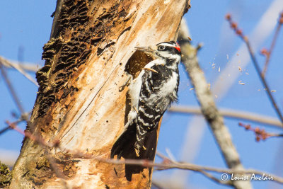 Pic chevelu - Hairy Woodpecker