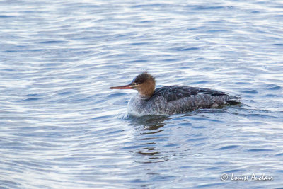 Harle hupp - Red-breasted Merganser