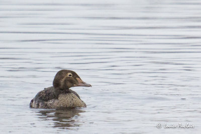 Eider  tte grise immature - King Eider