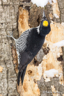 Pic  dos noir - Black-backed Woodpecker 