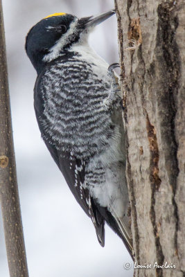 Pic  dos noir - Black-backed Woodpecker 