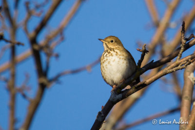 Grive solitaire - Hermit Thrush