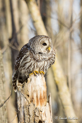 Chouette raye -Barred Owl