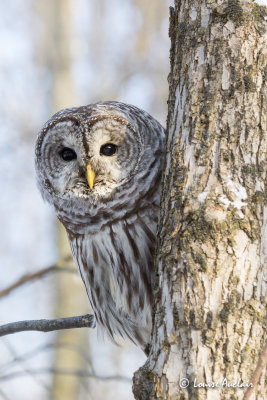 Chouette raye -Barred Owl