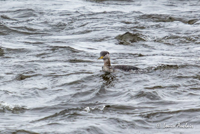 Grbe jougris - Red-necked Grebe