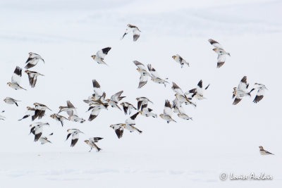 Plectophanes des neiges - Snow Bunting