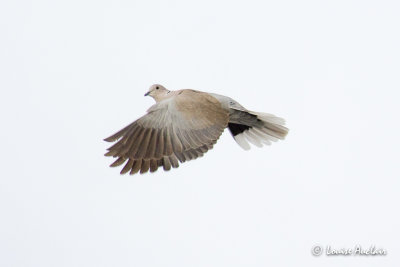 Tourterelle turque - Eurasian Collared-Dove