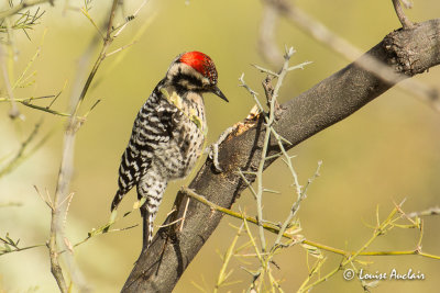 Pic arlequin - Ladder-backed Woodpecker