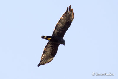 Buse  queue barre - Zone-tailed Hawk