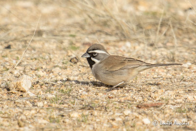 Bruant  gorge noire - Black-throated Sparrow