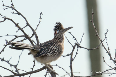Grand Géocoucou - Greater Roadrunner