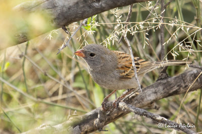Bruant à menton noir - Black-chinned Sparrow
