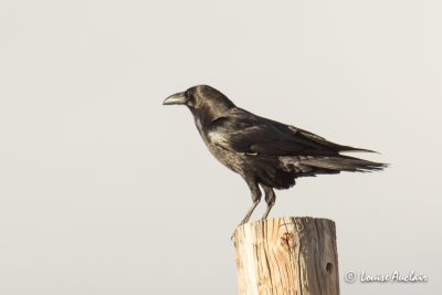 Grand corbeau - Common Raven
