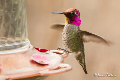 colibri d'Anna - Anna's Hummingbird