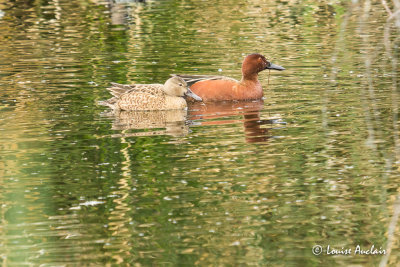 Sarcelle cannelle - Cinnamon Teal