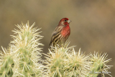 Roselin familier - House Finch