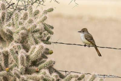 Tyran à gorge cendrée - Ash-throated Flycatcher