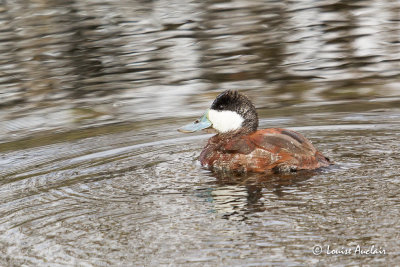 Érismature rousse - Ruddy Duck